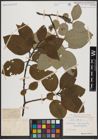 Foto von Salix caprea L.